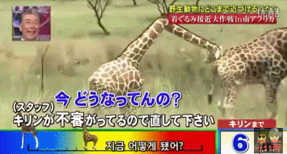 기린인형탈 쓰고 실제 기린한테 접근중 목부러짐ㅋㅋㅋㅋㅋㅋㅋㅋㅋㅋㅋㅋㅋㅋㅋㅋㅋㅋㅋㅋㅋ | 인스티즈