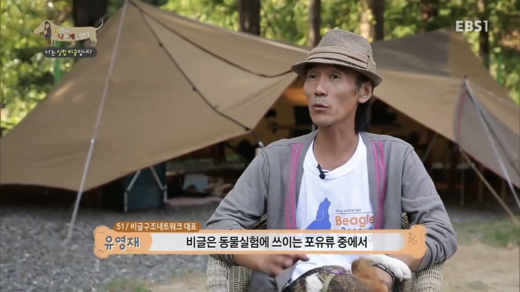 실험 비글을 아십니까? 동물실험에서 가장 많이 사용되는 견종.jpg (맴찢주의) | 인스티즈