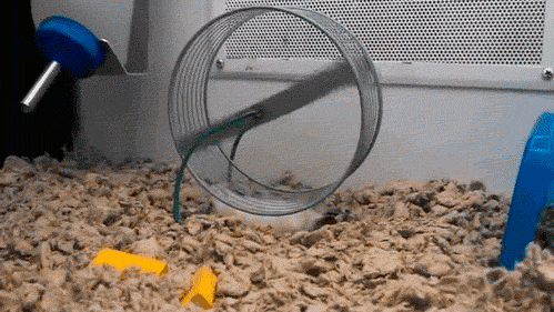 [햄스터] 햄스터.gif (데이터 주의) | 인스티즈