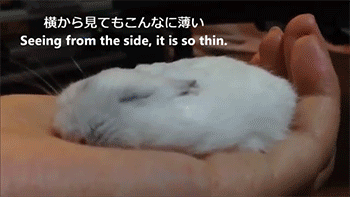 [햄스터] 햄스터.gif (데이터 주의) | 인스티즈