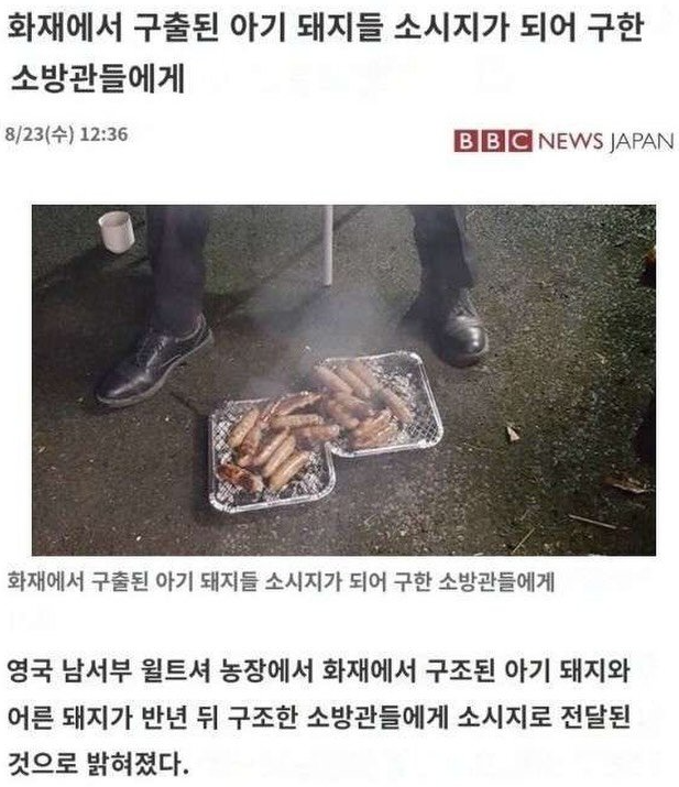화재에서 돼지를 구한 소방관들이 받은 선물 | 인스티즈