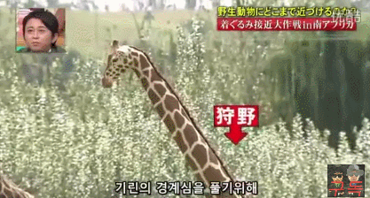 기린인형탈 쓰고 실제 기린한테 접근중 목부러짐ㅋㅋㅋㅋㅋㅋㅋㅋㅋㅋㅋㅋㅋㅋㅋㅋㅋㅋㅋㅋㅋ | 인스티즈