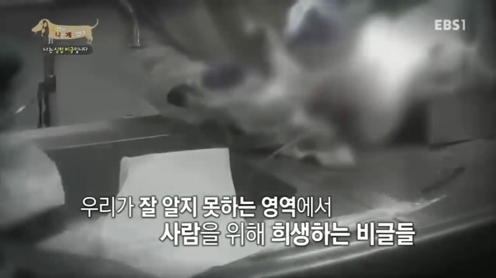 실험 비글을 아십니까? 동물실험에서 가장 많이 사용되는 견종.jpg (맴찢주의) | 인스티즈