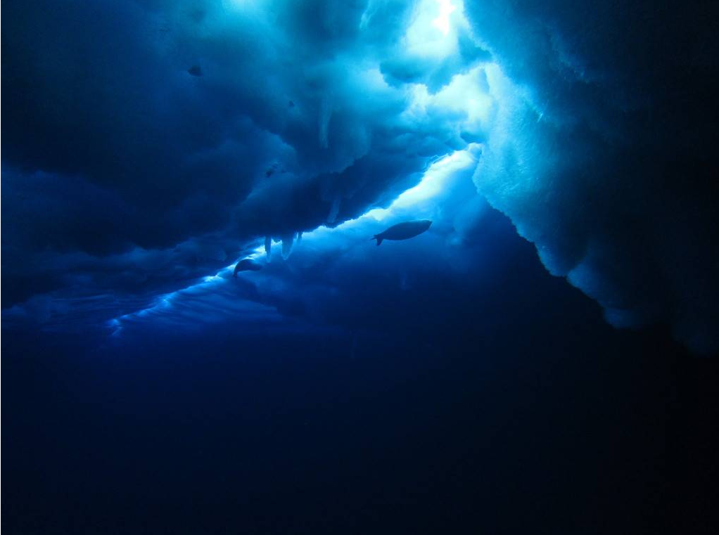 심해공포 관련사진 | 인스티즈