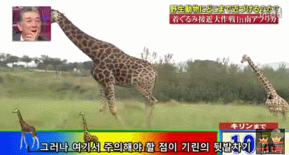 기린인형탈 쓰고 실제 기린한테 접근중 목부러짐ㅋㅋㅋㅋㅋㅋㅋㅋㅋㅋㅋㅋㅋㅋㅋㅋㅋㅋㅋㅋㅋ | 인스티즈