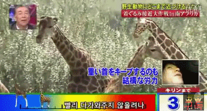 기린인형탈 쓰고 실제 기린한테 접근중 목부러짐ㅋㅋㅋㅋㅋㅋㅋㅋㅋㅋㅋㅋㅋㅋㅋㅋㅋㅋㅋㅋㅋ | 인스티즈