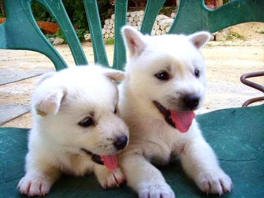 백구 새끼들.jpg | 인스티즈