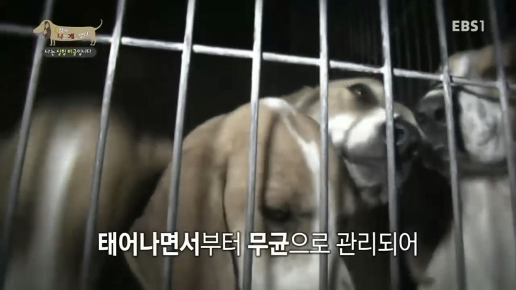 실험 비글을 아십니까? 동물실험에서 가장 많이 사용되는 견종.jpg (맴찢주의) | 인스티즈