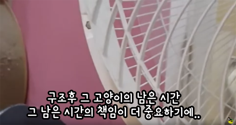 입양 9년만에 파양되어 돌아온 고양이 '둥이' | 인스티즈
