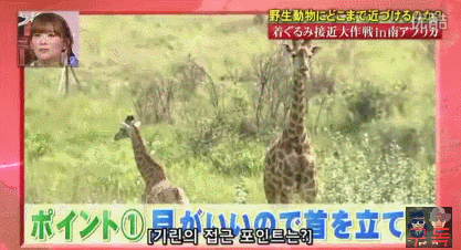 기린인형탈 쓰고 실제 기린한테 접근중 목부러짐ㅋㅋㅋㅋㅋㅋㅋㅋㅋㅋㅋㅋㅋㅋㅋㅋㅋㅋㅋㅋㅋ | 인스티즈