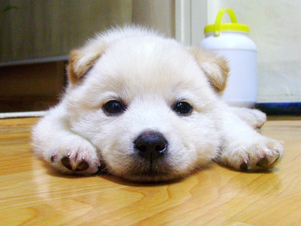 백구 새끼들.jpg | 인스티즈