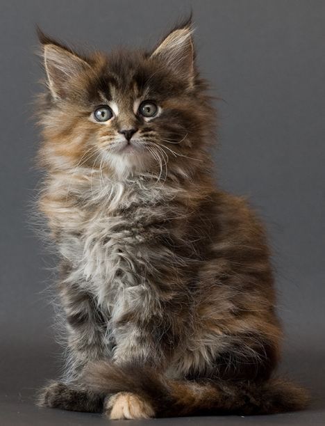 뭔 고양이가...알겠다 메인쿤 | 인스티즈