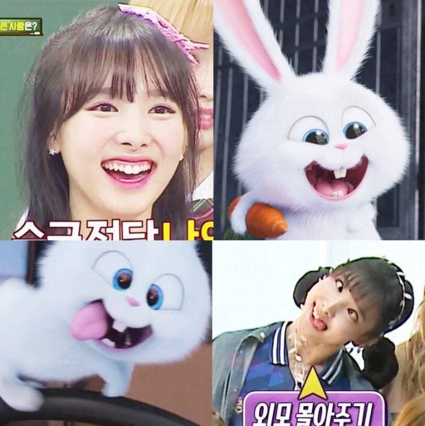 트와이스 나연이랑 닮은 토끼 | 인스티즈