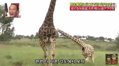 기린인형탈 쓰고 실제 기린한테 접근중 목부러짐ㅋㅋㅋㅋㅋㅋㅋㅋㅋㅋㅋㅋㅋㅋㅋㅋㅋㅋㅋㅋㅋ | 인스티즈