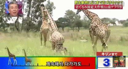 기린인형탈 쓰고 실제 기린한테 접근중 목부러짐ㅋㅋㅋㅋㅋㅋㅋㅋㅋㅋㅋㅋㅋㅋㅋㅋㅋㅋㅋㅋㅋ | 인스티즈