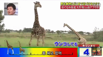 기린인형탈 쓰고 실제 기린한테 접근중 목부러짐ㅋㅋㅋㅋㅋㅋㅋㅋㅋㅋㅋㅋㅋㅋㅋㅋㅋㅋㅋㅋㅋ | 인스티즈