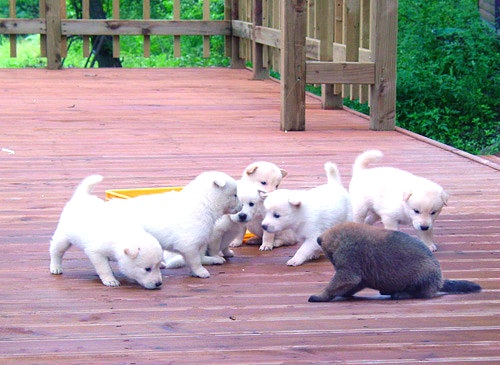 백구 새끼들.jpg | 인스티즈