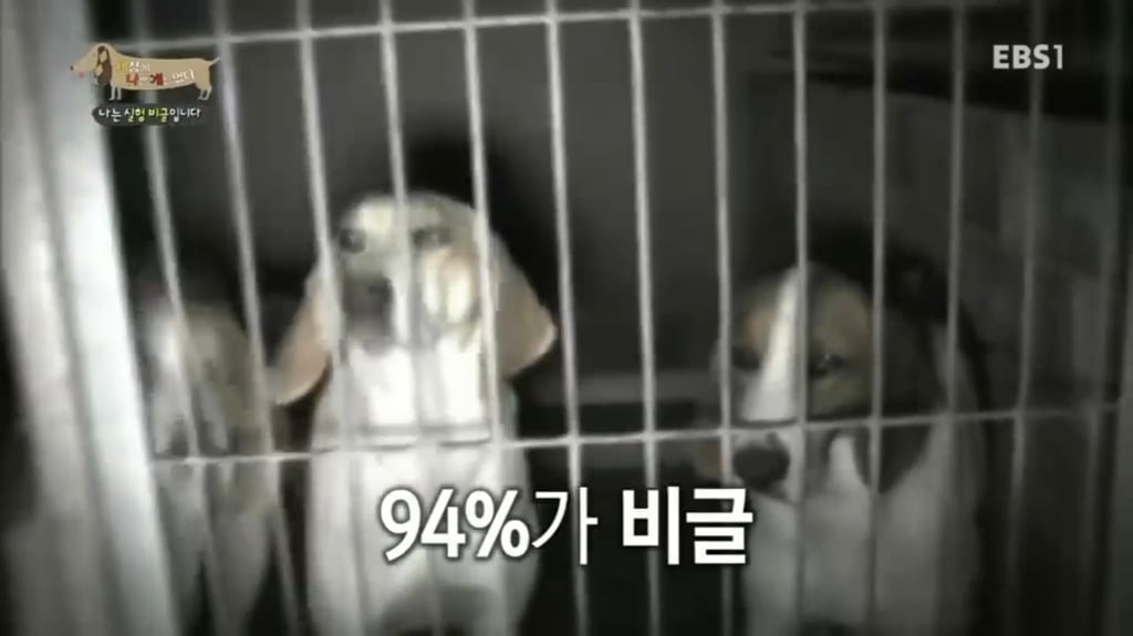 실험 비글을 아십니까? 동물실험에서 가장 많이 사용되는 견종.jpg (맴찢주의) | 인스티즈
