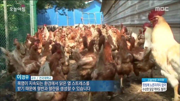 계란에서 피가나와요.jpg | 인스티즈