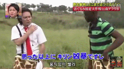 기린인형탈 쓰고 실제 기린한테 접근중 목부러짐ㅋㅋㅋㅋㅋㅋㅋㅋㅋㅋㅋㅋㅋㅋㅋㅋㅋㅋㅋㅋㅋ | 인스티즈