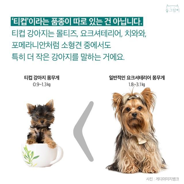 반려견을 분양 받을 때 반드시 3~4개월 이상 된 강아지를 데려와야 하는 이유 | 인스티즈