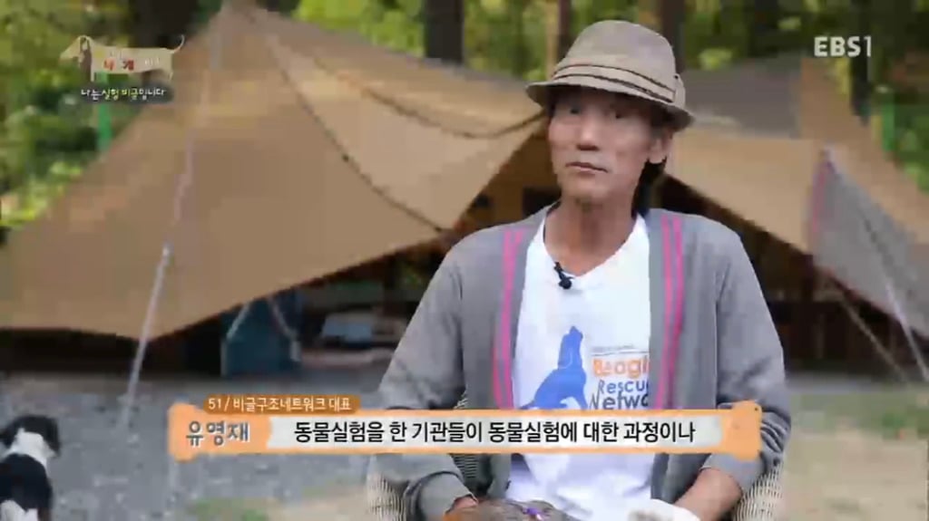 실험 비글을 아십니까? 동물실험에서 가장 많이 사용되는 견종.jpg (맴찢주의) | 인스티즈