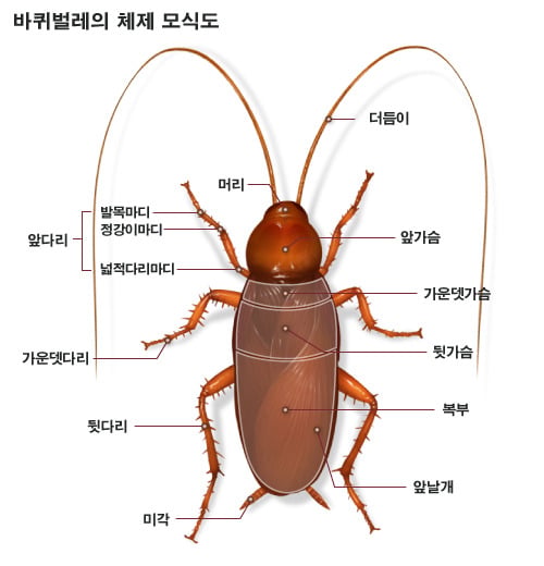 같이 살고 있는 그 녀석들을 알아보자 | 인스티즈