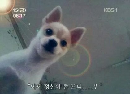 반려견을 분양 받을 때 반드시 3~4개월 이상 된 강아지를 데려와야 하는 이유 | 인스티즈