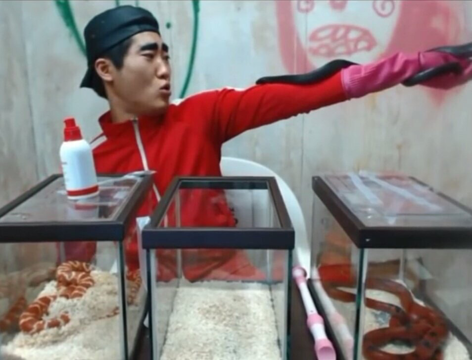 이제 그냥 신고해도 될 것같은 아프리카BJ 턱형의 불법사육.jpg | 인스티즈