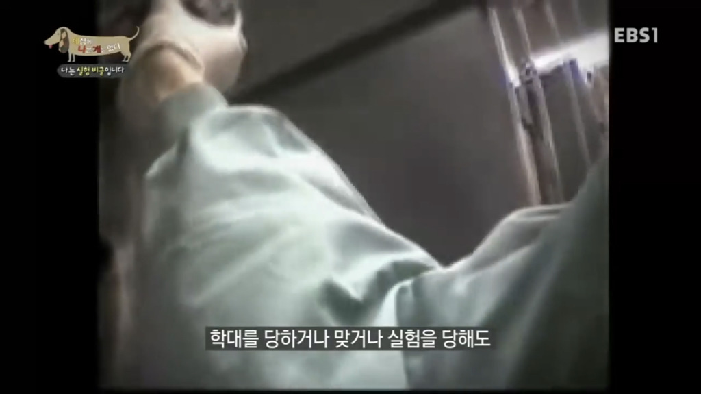 실험 비글을 아십니까? 동물실험에서 가장 많이 사용되는 견종.jpg (맴찢주의) | 인스티즈