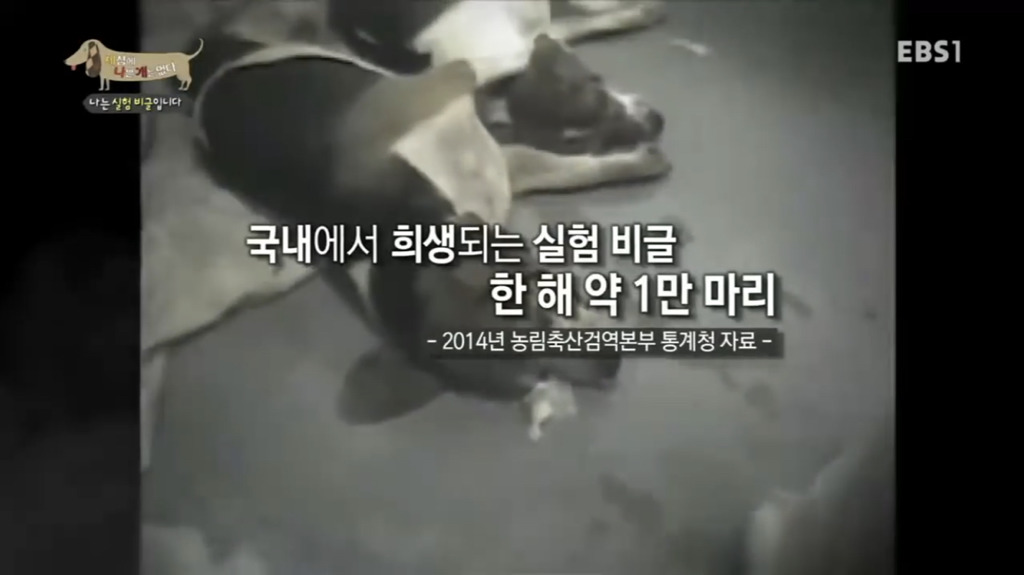 실험 비글을 아십니까? 동물실험에서 가장 많이 사용되는 견종.jpg (맴찢주의) | 인스티즈