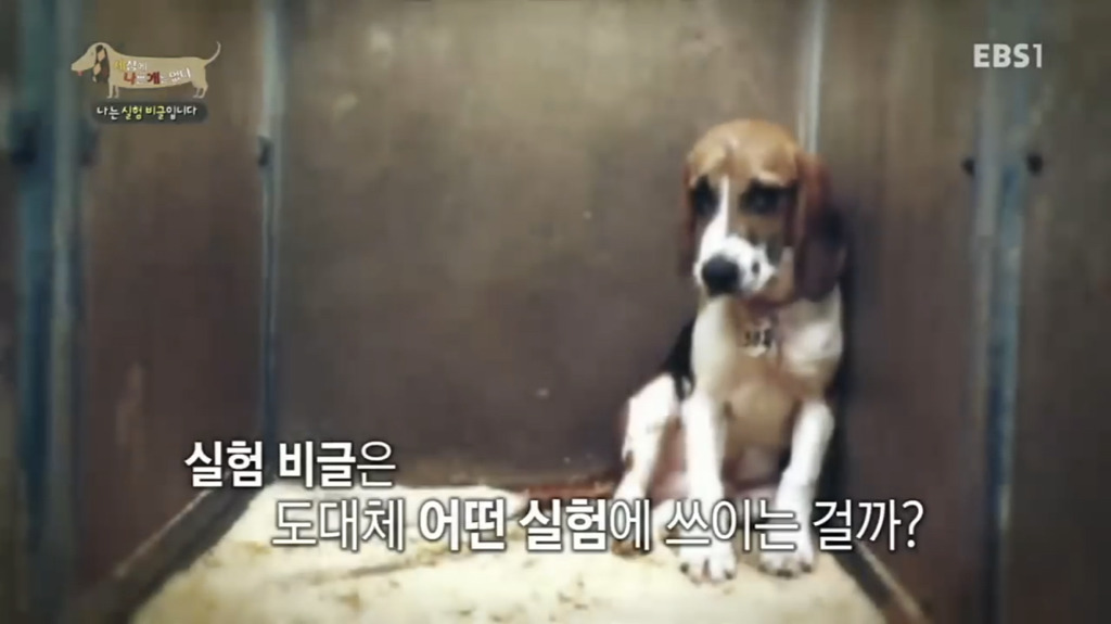 실험 비글을 아십니까? 동물실험에서 가장 많이 사용되는 견종.jpg (맴찢주의) | 인스티즈
