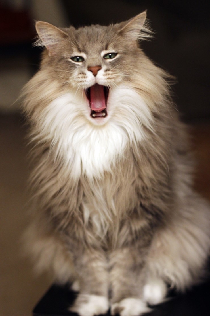 뭔 고양이가...알겠다 메인쿤 | 인스티즈