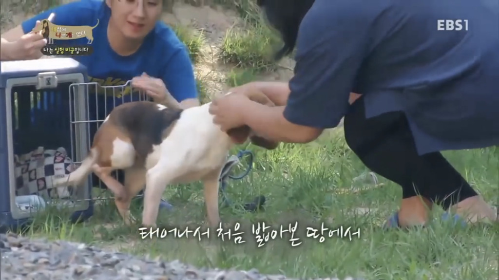 실험 비글을 아십니까? 동물실험에서 가장 많이 사용되는 견종.jpg (맴찢주의) | 인스티즈