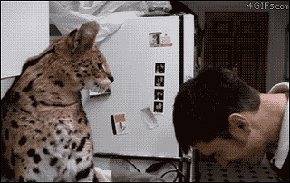 잘 몰랐던 고양잇과 동물들에 대해 알아보자.jpgif | 인스티즈