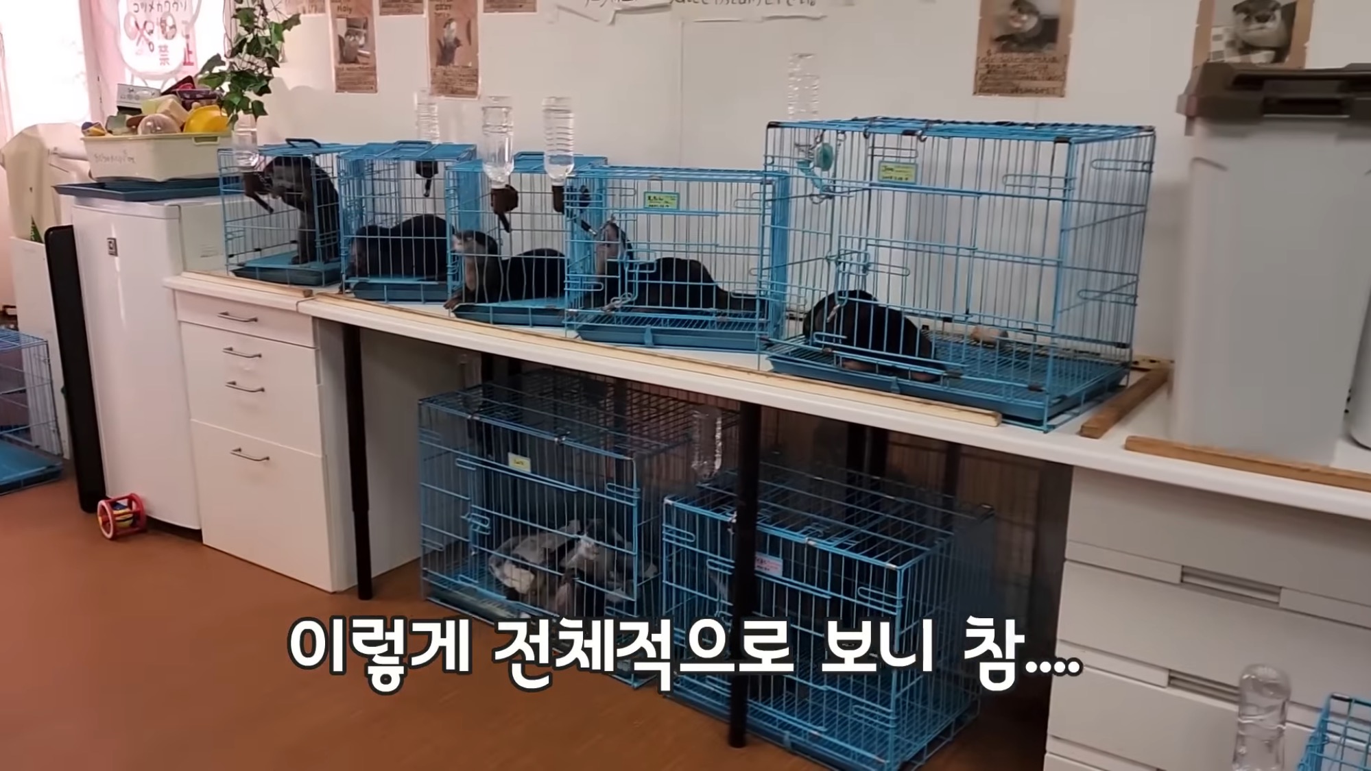 지옥이 다름없는 충격적인 일본 수달 카페.. | 인스티즈