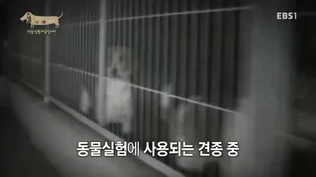 실험 비글을 아십니까? 동물실험에서 가장 많이 사용되는 견종.jpg (맴찢주의) | 인스티즈