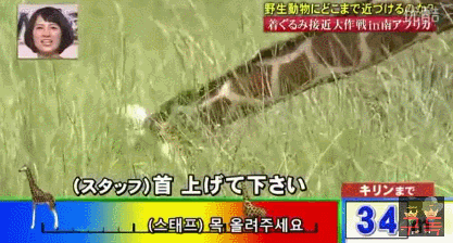 기린인형탈 쓰고 실제 기린한테 접근중 목부러짐ㅋㅋㅋㅋㅋㅋㅋㅋㅋㅋㅋㅋㅋㅋㅋㅋㅋㅋㅋㅋㅋ | 인스티즈