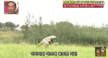 기린인형탈 쓰고 실제 기린한테 접근중 목부러짐ㅋㅋㅋㅋㅋㅋㅋㅋㅋㅋㅋㅋㅋㅋㅋㅋㅋㅋㅋㅋㅋ | 인스티즈