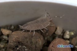 같이 살고 있는 그 녀석들을 알아보자 | 인스티즈