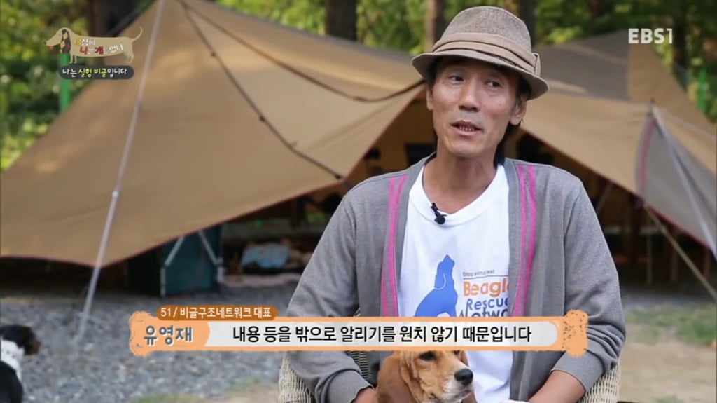 실험 비글을 아십니까? 동물실험에서 가장 많이 사용되는 견종.jpg (맴찢주의) | 인스티즈