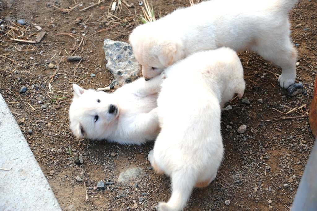 백구 새끼들.jpg | 인스티즈