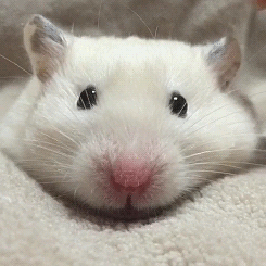 [햄스터] 햄스터.gif (데이터 주의) | 인스티즈