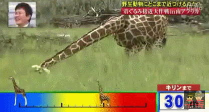 기린인형탈 쓰고 실제 기린한테 접근중 목부러짐ㅋㅋㅋㅋㅋㅋㅋㅋㅋㅋㅋㅋㅋㅋㅋㅋㅋㅋㅋㅋㅋ | 인스티즈