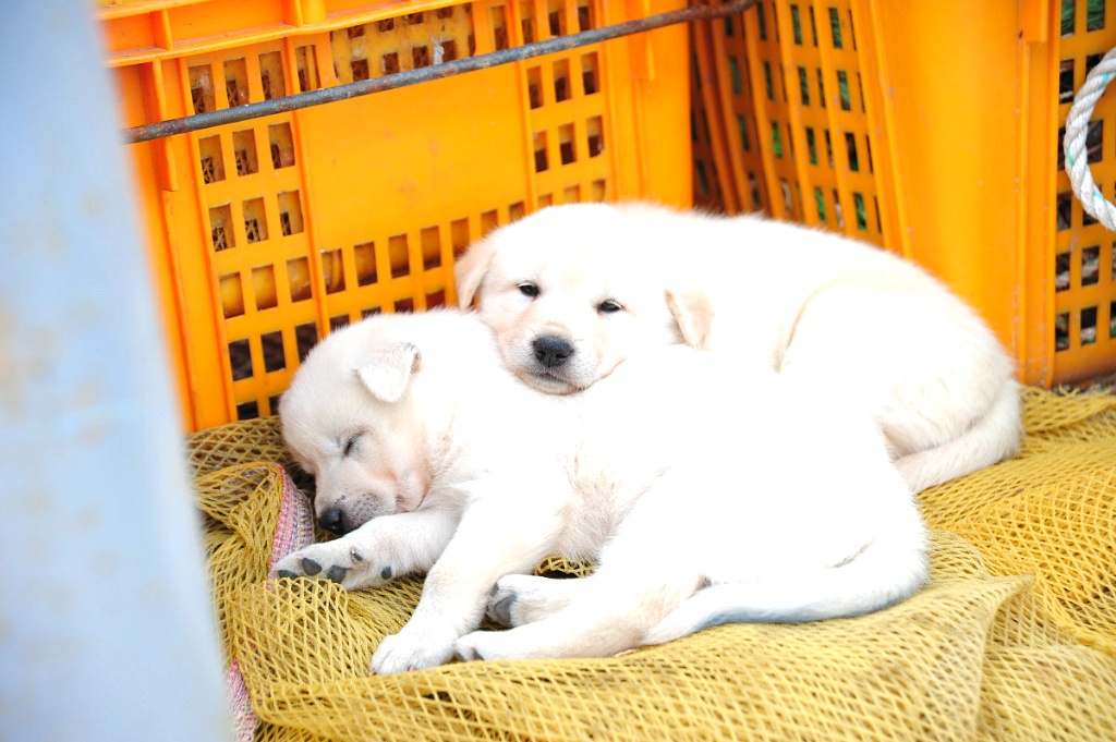 백구 새끼들.jpg | 인스티즈