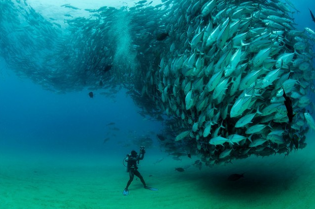 심해공포 관련사진 | 인스티즈