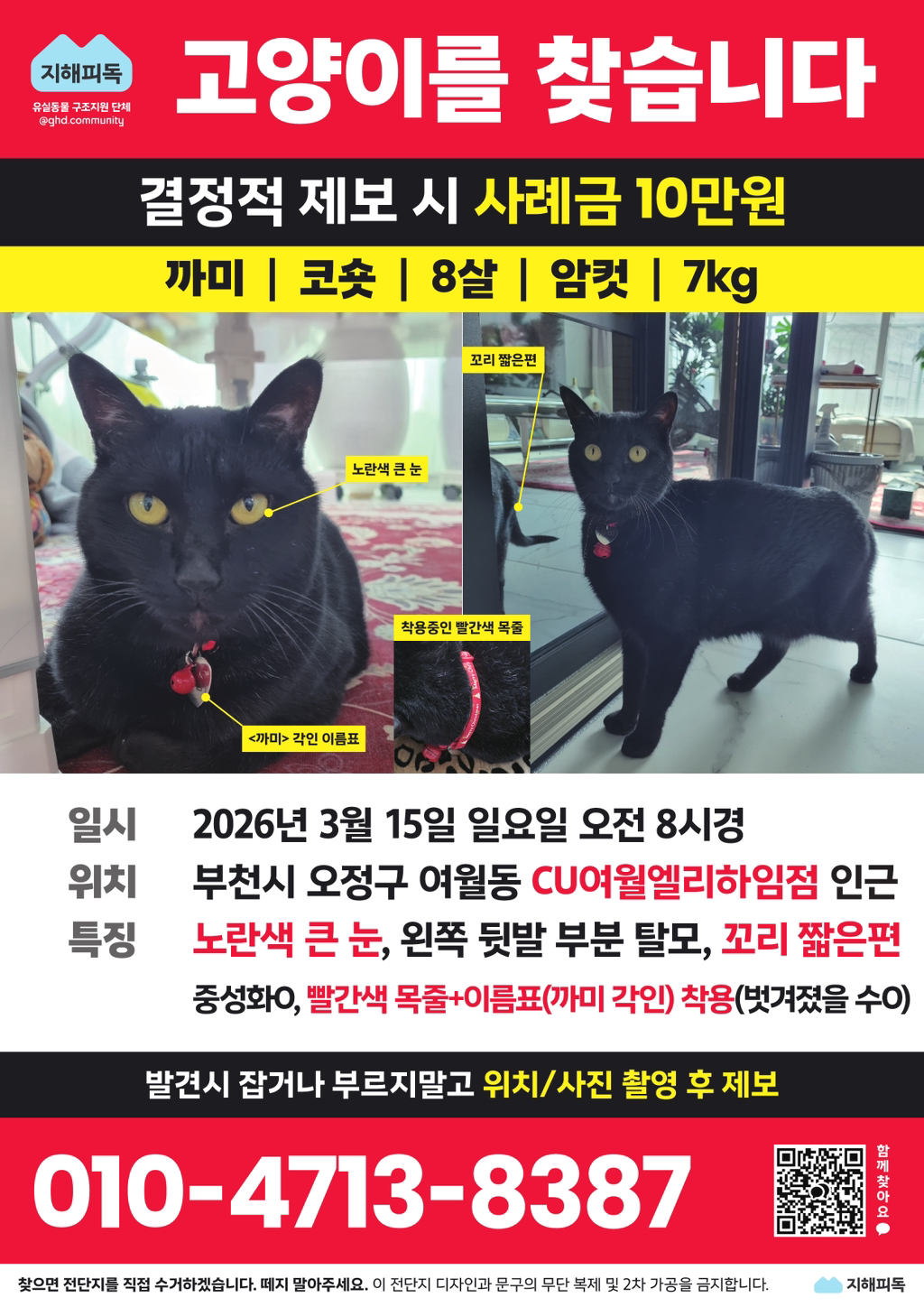 3월 15일 부천시 오정구에서 유실된 고양이 '까미'를 찾아요🚨 | 인스티즈