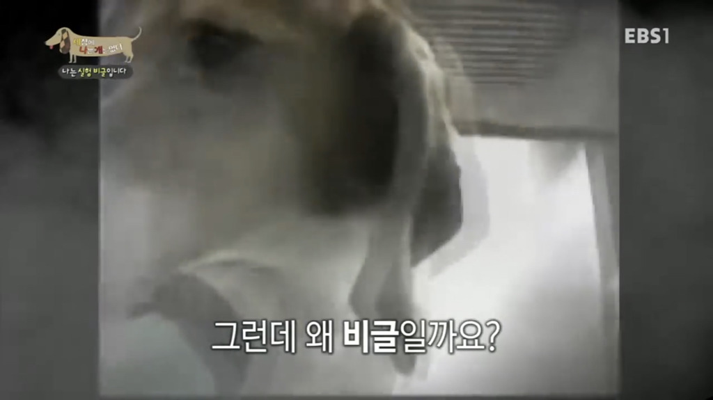 실험 비글을 아십니까? 동물실험에서 가장 많이 사용되는 견종.jpg (맴찢주의) | 인스티즈