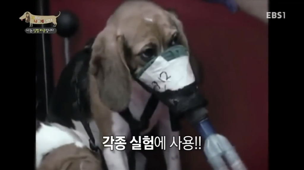 실험 비글을 아십니까? 동물실험에서 가장 많이 사용되는 견종.jpg (맴찢주의) | 인스티즈