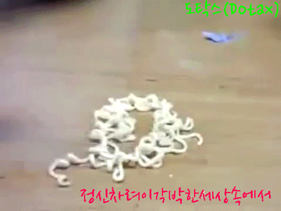 지우 포켓몬 멤버 승률,jpg | 인스티즈